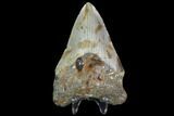 Bargain, Fossil Megalodon Tooth - North Carolina #91637-2